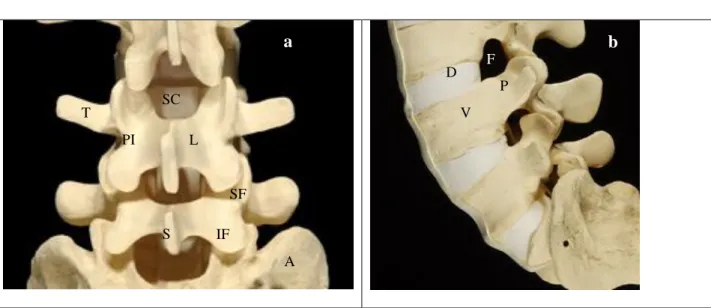 Figure 2. 2  Lumbar vertebral anatomy 