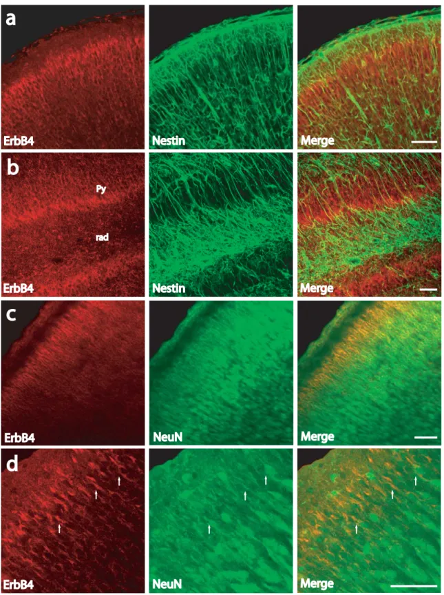 Figure 7. ErbB4-IR is exclusively neuronal in the newborn cortex. 