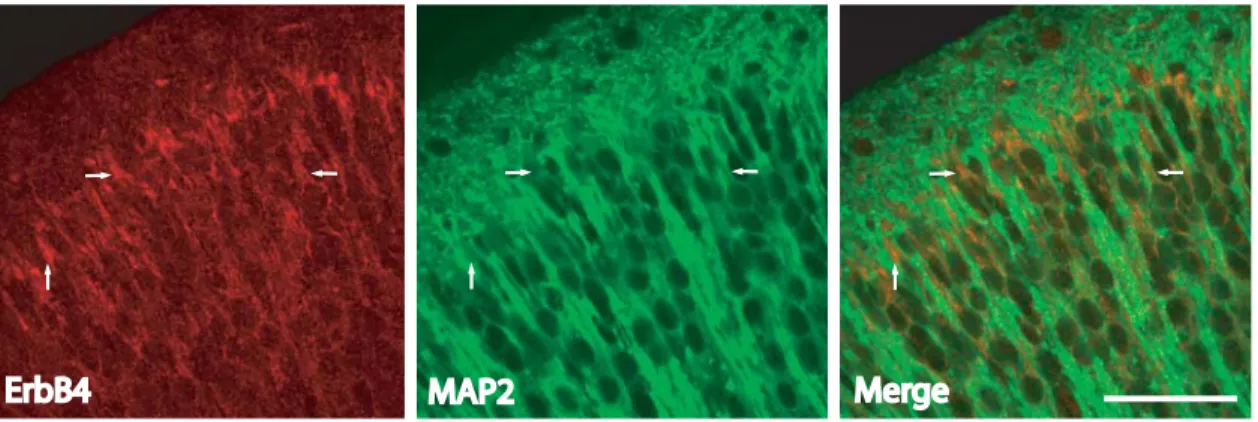 Figure 8. ErbB4-IR in cortical plate apical dendrites. 