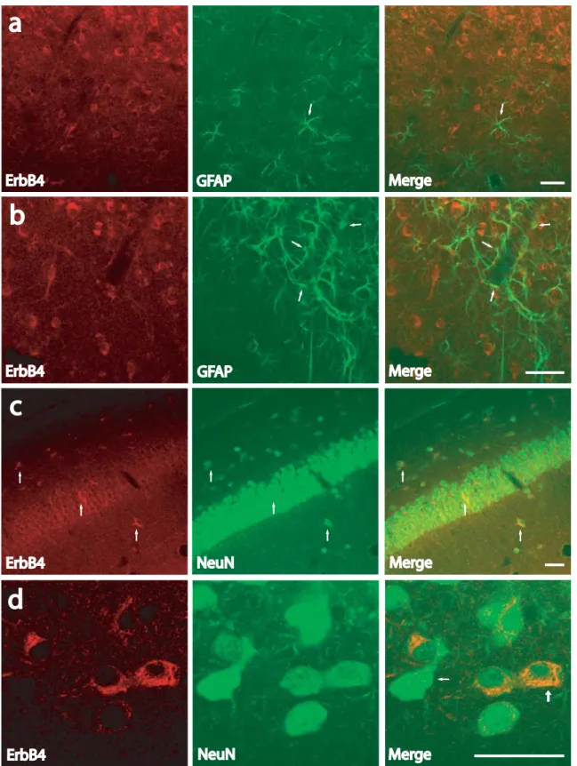 Figure 9. ErbB4-IR is not astrocytic and remains neuronal in the developing cortex (P10)