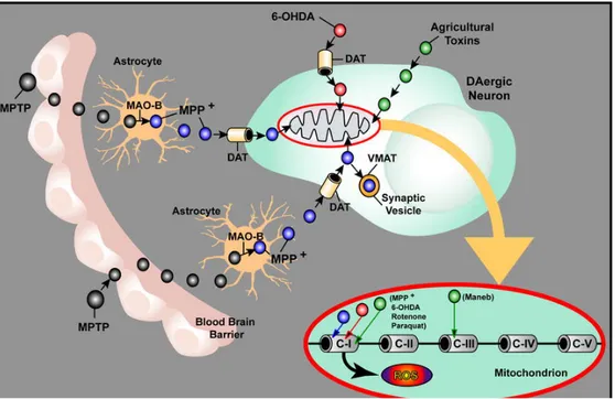 Figure 4 : Représentation schématique du système d’action des toxines MPTP 