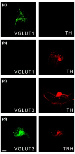 Figure 2  Dopamine neurons in culture do not express VGLUT1 or VGLUT3.  (A) Confocal image showing VGLUT1 immunoreactivity (green) in an isolated 