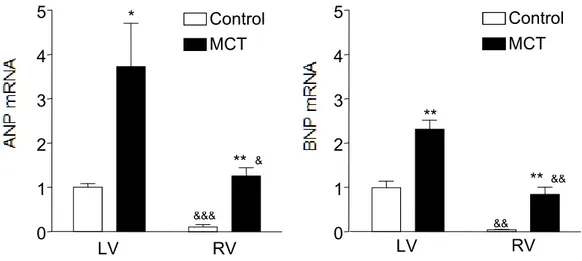 Figure 1. Effect of MCT on ANP and BNP gene expressions in the right and  the left ventricle