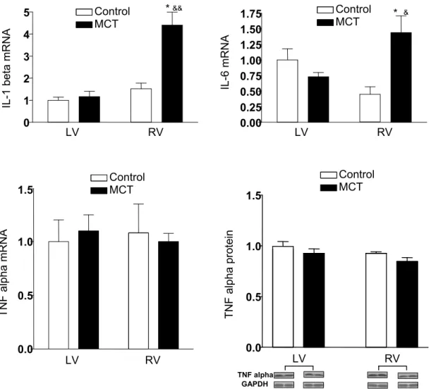 Figure 5. Effect of MCT on IL-1beta and IL-6 gene expressions, and TNFa gene  and protein expressions in the right and the left ventricle