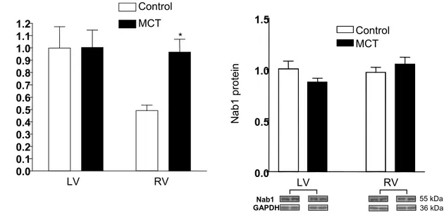 Figure 6. Effect of MCT on Nab1 gene and protein expressions in the right and  the left ventricle