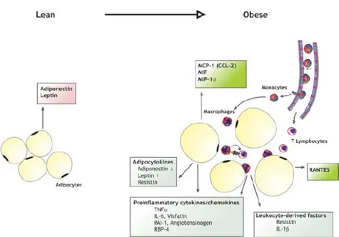 Figure 2 : Mécanismes conduisant à l’inflammation par l’obésité  