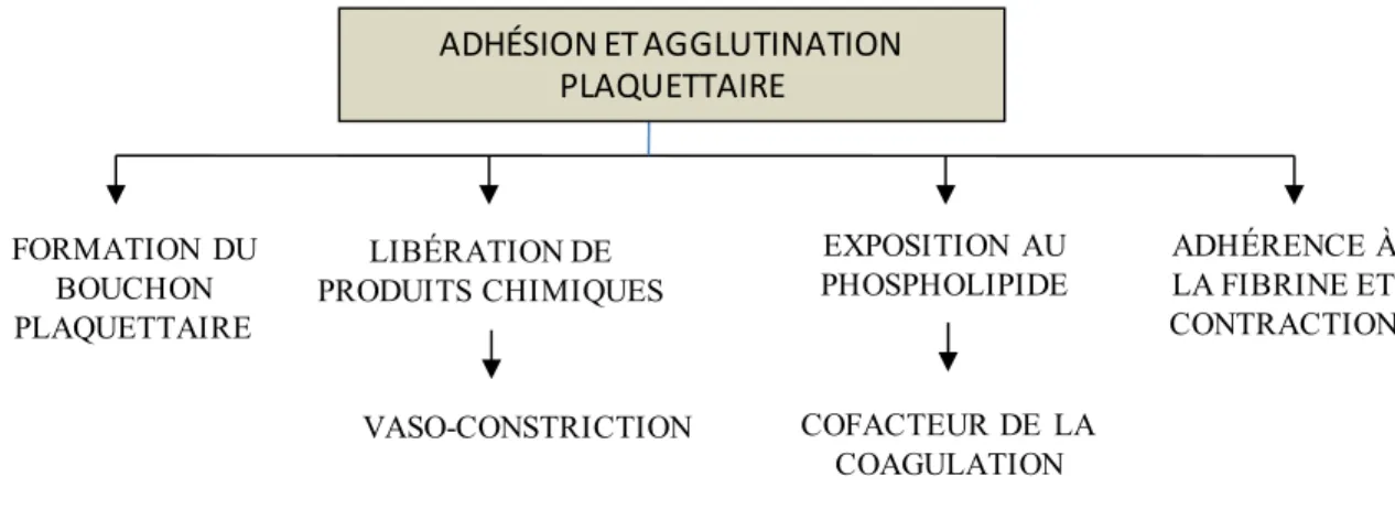 Figure 2.5 - Résumé des fonctions exercées par les plaquettes durant l'hémostase primaire