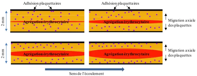 Figure 4.1 - Migration axiale et adhésion des plaquettes sanguines simulées en fonction du niveau d’agrégation  érythrocytaire