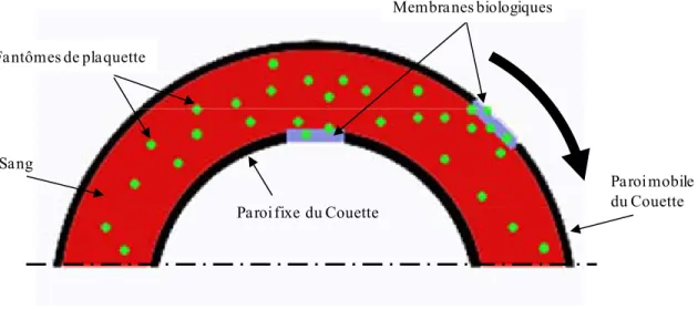 Figure 4.2 - Utilisation de fantômes de plaquettes et de membranes biologiques pour simuler l’adhésion  plaquettaire aux parois du rhéomètre de Couette