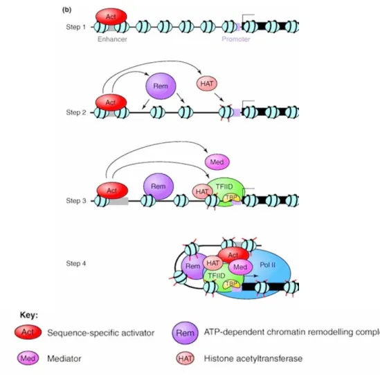 Figure 1: Schematic representation of a proposed model for the activation  of class II gene transcription