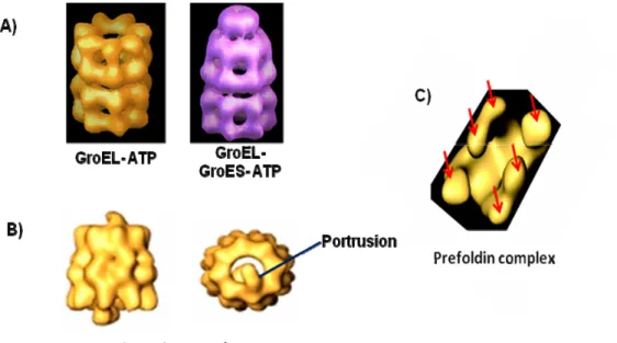Figure 3: The GroEL and the TCP-1 ring complex families  