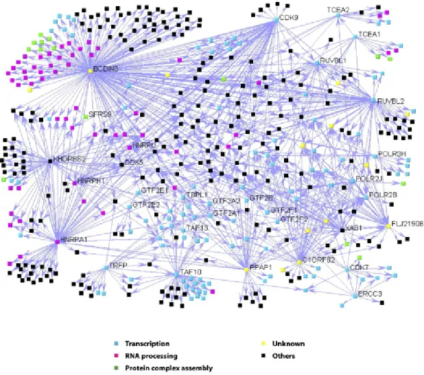 Figure 4: The network of protein interactions involving the RNAPII basal  transcription machinery according to Jeronimo et al., 2007