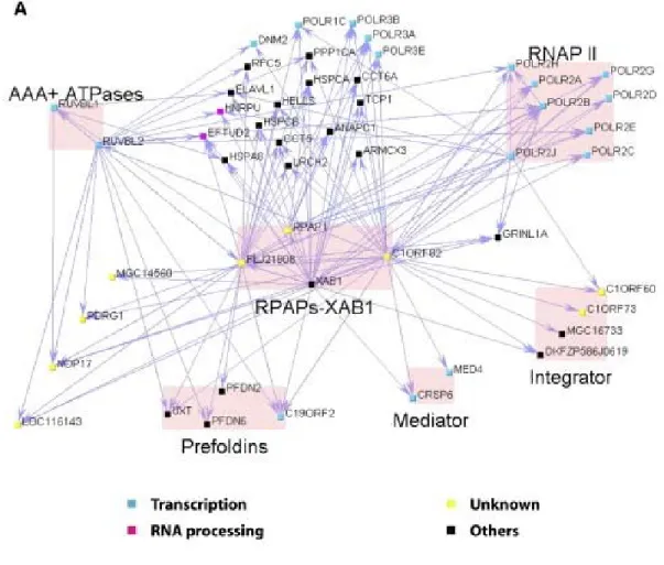 Figure 5: Network highlighting the interactions of RPAPs-XAB1 with  RNAPII, the regulatory complexes integrator and mediator and a group of  proteins with chaperone/scaffolding activity (Jeronimo et, al., 2007)  Arrows point from bait to target