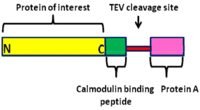 Figure 9: Schematic representation of the tandem-affinity purification tag  fused to a protein at its C-terminus 
