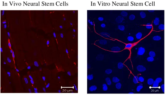 Fig. 2 - Nestin (+)  neural stem cell. 