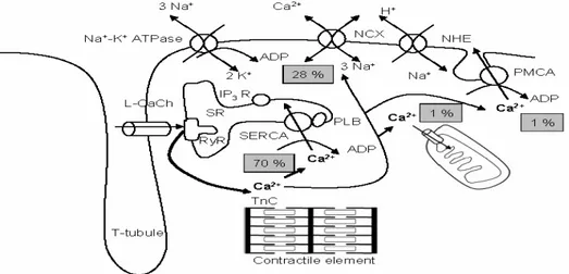 Fig.  5  -  Calcium  regulation  in  muscular  tissue  (http://herkules.oulu.fi/isbn9514267214/  html/graphic11.png)
