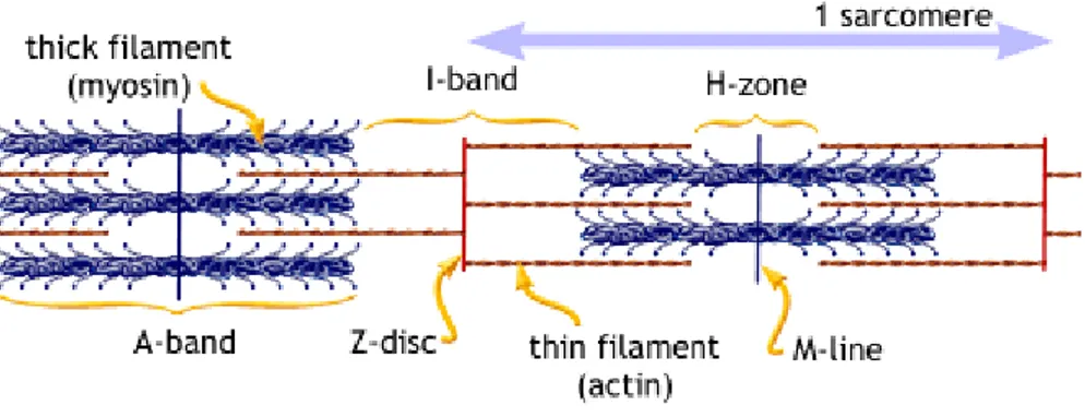 Fig. 6 - The structure of the sarcomere (http://www.blobs.org/science/cells/sarcomere2.gif)