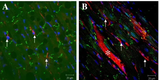 Fig.  4  -  Connexin-43  organization  in  the  heart  of  sham  and  1-week  post-MI  rats