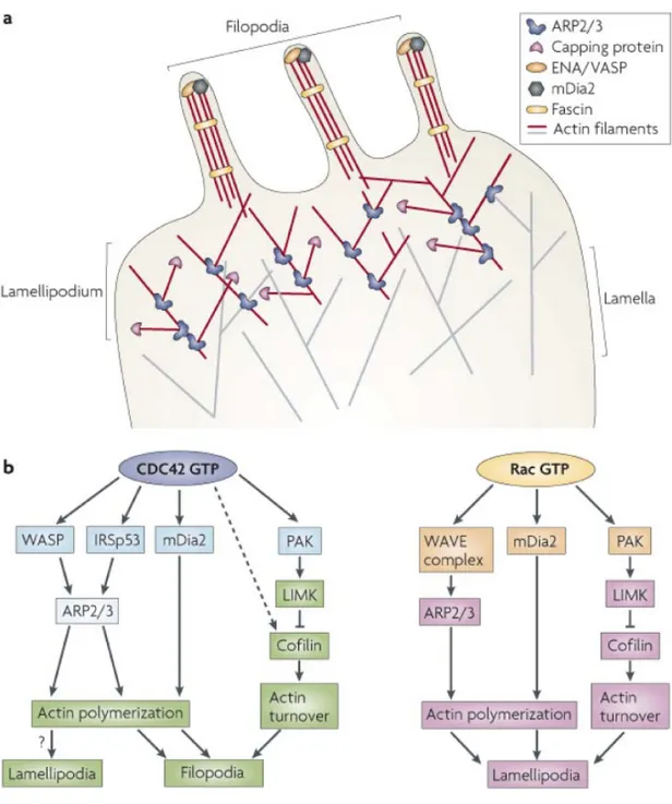 Figure 5. Représentation schématique du rôle des GTPases Rac et Cdc42 dans la 