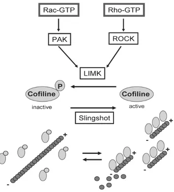 Figure 6. RhoA et Rac1 régulent la dynamique du cytosquelette d’actine via la 