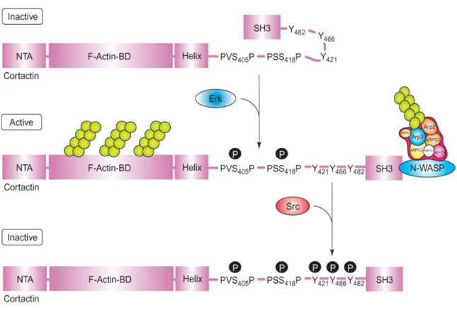 Figure 8. Modèle proposé de la régulation de la cortactine par phosphorylation en 