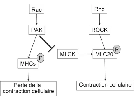 Figure 9. Les rôles distincts de Rho et Rac dans le contrôle de l’activité du 