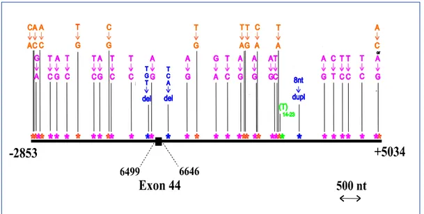 Figure 2 : Le système dys44 et ses sites polymorphes (Zietkiewicz, Yotova et al. 1998)