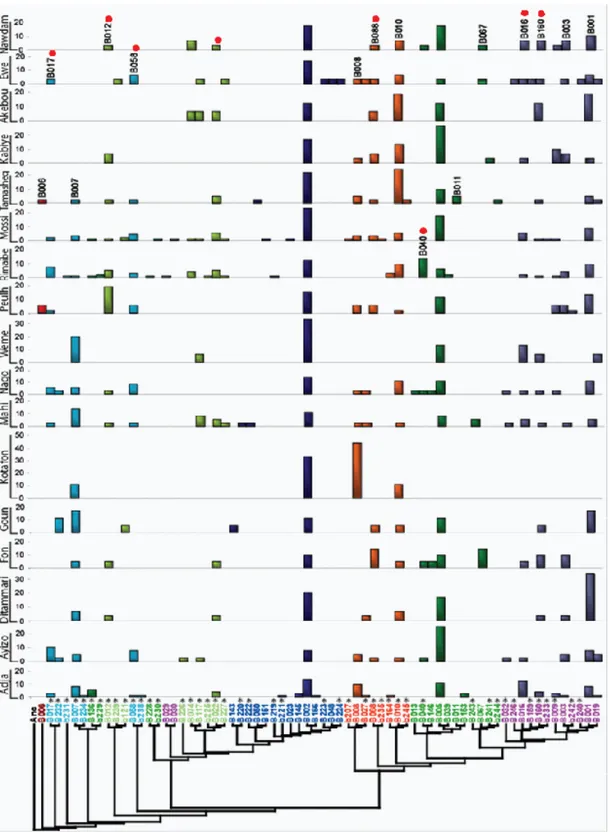 Figure 5 : Filiation des haplotypes de dys44 et leurs fréquences relatives en % par 