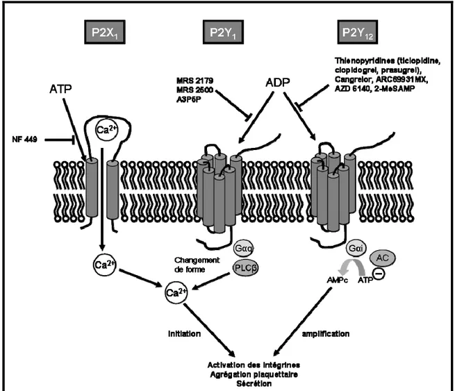 Figure 3: Récepteurs et voies de signalisation des récepteurs purinergiques dans les  plaquettes  