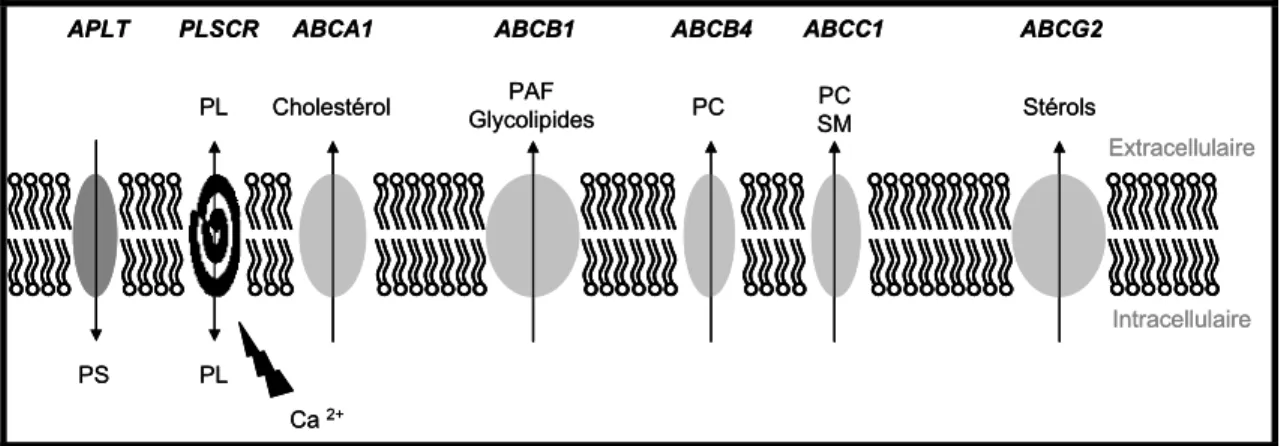 Figure 6: Schéma récapitulatif des différents transporteurs de lipides dans la membrane  plasmique