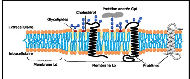 Figure 9: Schéma de l’organisation membranaire des microdomaines membranaires 
