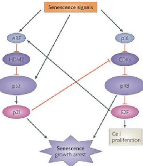 Figure 1.2 Molecular pathways of senescence 