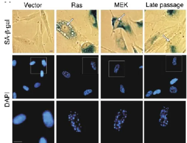 Figure 1.3 Senescent cells express specific characteristics 