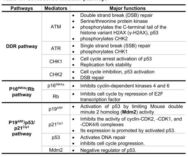 Table 1.1 Senescence mediator pathways 