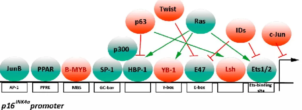 Figure 1.8 Transcriptional activators and repressors of p16 INK4a  promoter  p16 INK4a   expression  requires  the  recruitment  of  transcriptional  factors  (green)  to 