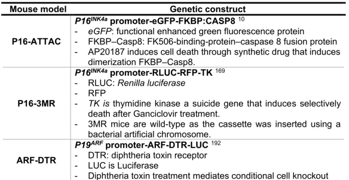 Table 1.3 Genetically modified mice to target senescent cells in vivo 