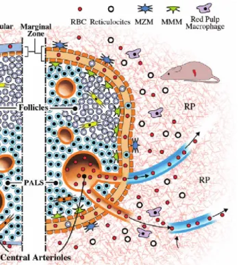 Figure 1.11 Murine splenic microarchitecture. 