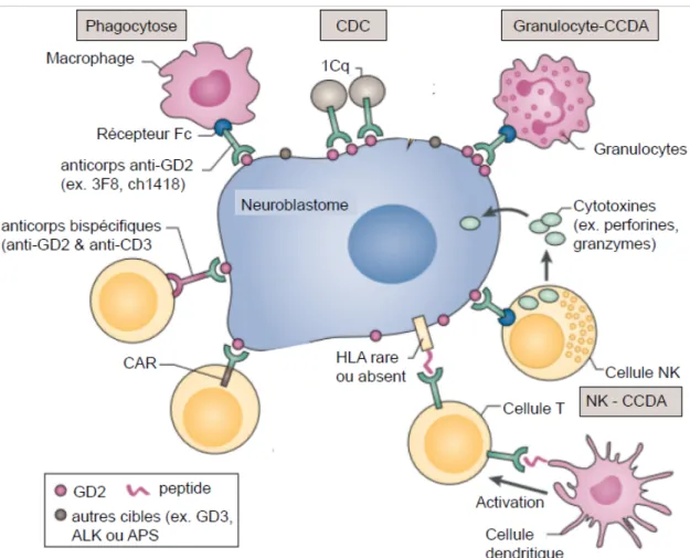 Figure 5 | L’immunothérapie du NB 