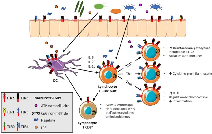 Figure 4. –   La modulation de l’immunité adaptative par le microbiote intestinal (Modifié de (159))