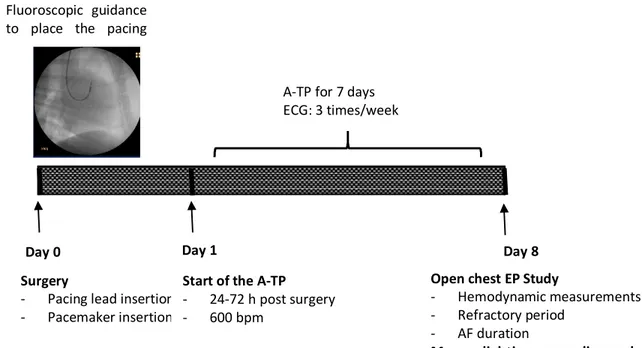 Figure 5: In vivo model of atrial fibrillation. 