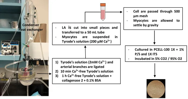 Figure 6: Left atrial cardiomyocyte isolation experimental setup and protocol  BSA: bovine serum albumin; ITS: insulin-transferrin-selenium-X