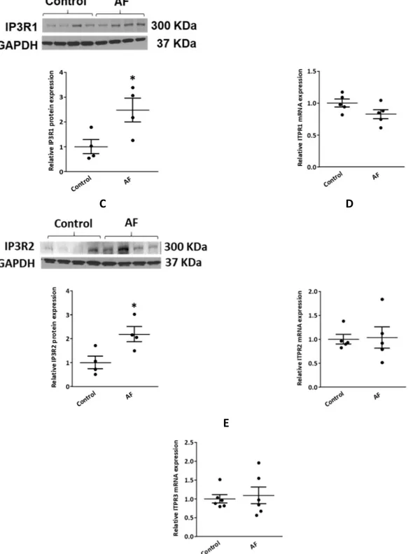 Figure 8: Upregulation of IP3R1/2 protein expression in the AF dog model. 