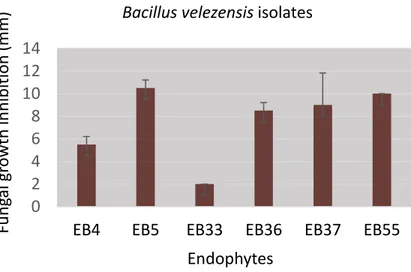 Figure 1. –   Inhibition of Colletotrichum gloeosporioides by six Bacillus velezensis isolates