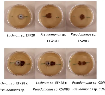 Figure 3. –   Compatibility tests between Pseudomonas sp. CSWB3, Pseudomonas sp. CLWB12, and 