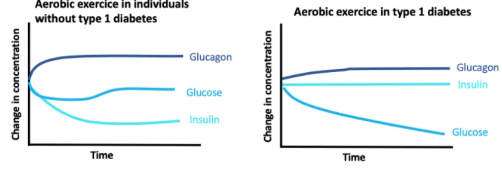 Figure 6. Régulation de la glycémie lors d’une AP aérobie chez individu atteint de DT1 et un 