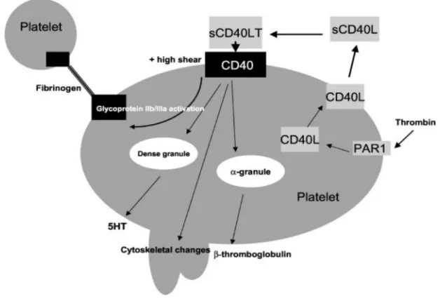 Figure  2.2 :  Fonctions  proposées  de  l’interaction  CD40L-CD40  dans  les  plaquettes 