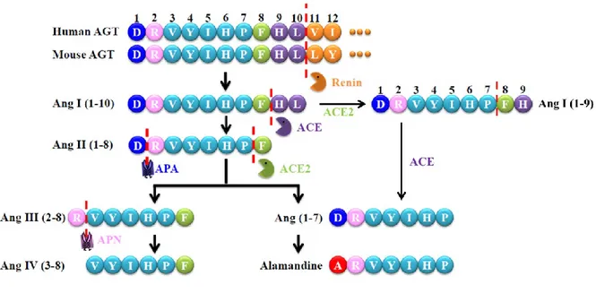 Figure  1.  An  enzymatic  cascade  of  angiotensin  peptide  formation.  AGT,  angiotensinogen; APA, aminopeptidase A; APN, aminopeptidase N