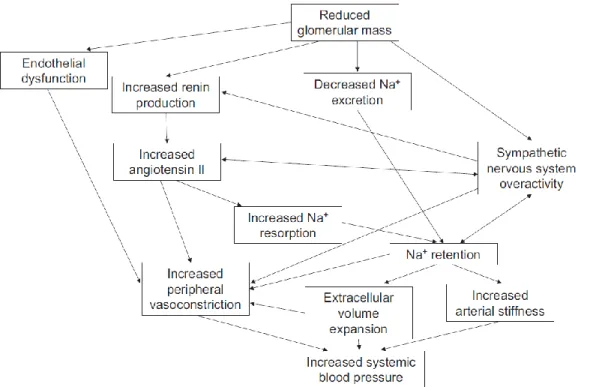 Figure  6.  Pathophysiologic  mechanisms  of  hypertension  in  chronic  kidney  disease