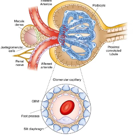 Figure 8. Structure of the Bowman’s capsule and glomerular capillary tuft. The capsule  is lined with parietal epithelium, which is connected to the cells of the proximal tubule at  the urinary pole, which is the right part of the upper picture