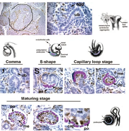 Figure  9.  Migration  of  endothelial  cells  into  the  developing  glomerular  tuft
